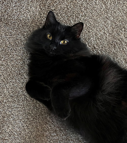Photo 2 of BEEF #2024 - Offered by Owner - Floofy Black Beaut