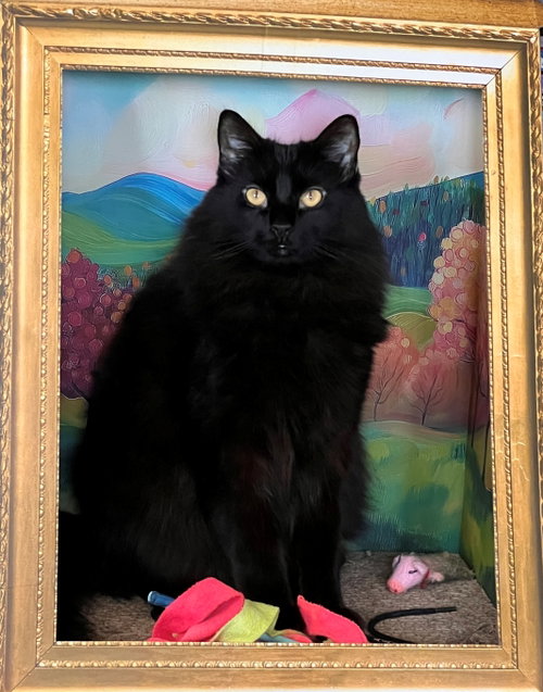 Photo 3 of BEEF #2024 - Offered by Owner - Floofy Black Beaut