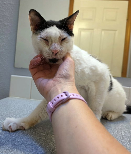 MAVERICK - Beauty is more than Skin Deep, a cat for adoption from Cat's Cradle Rescue
