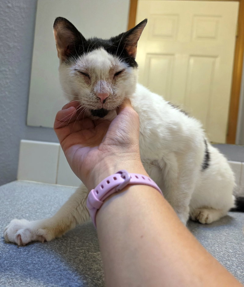 Maverick, an adult male cat up for adoption