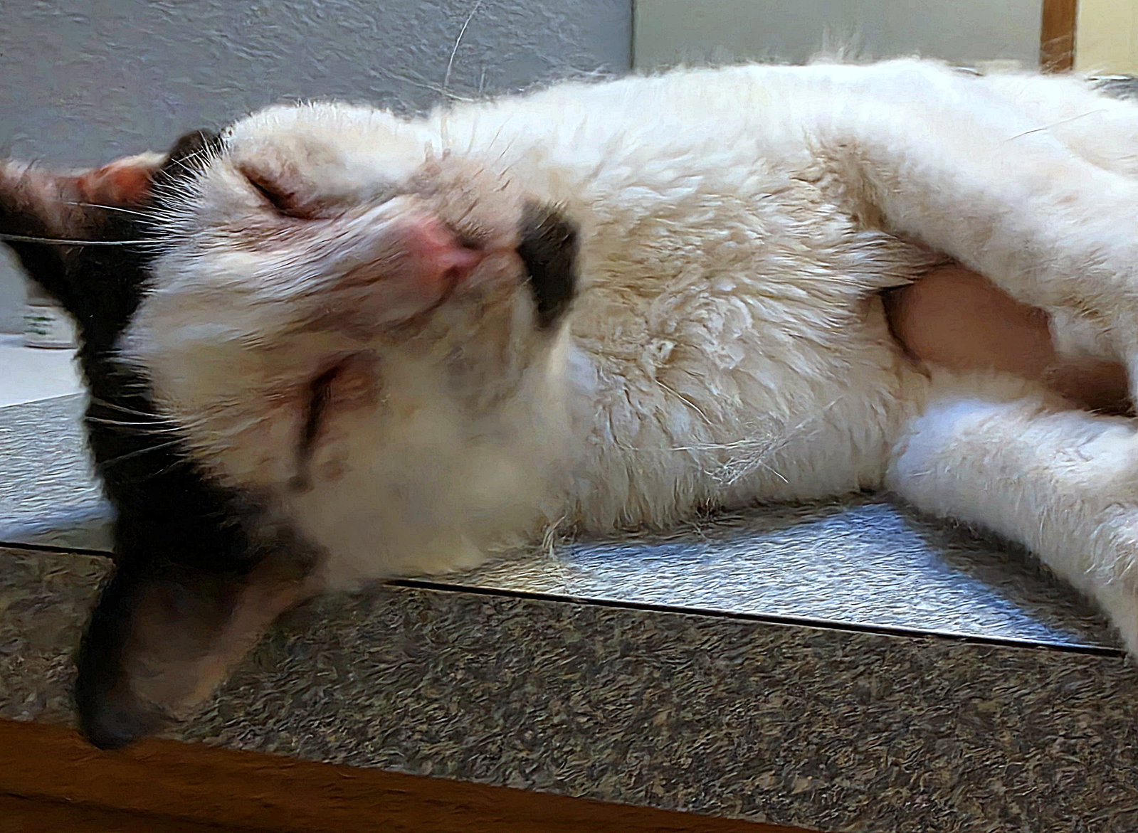 MAVERICK - Our "Ugly Duckling" but SOOO sweet!, photo 3
