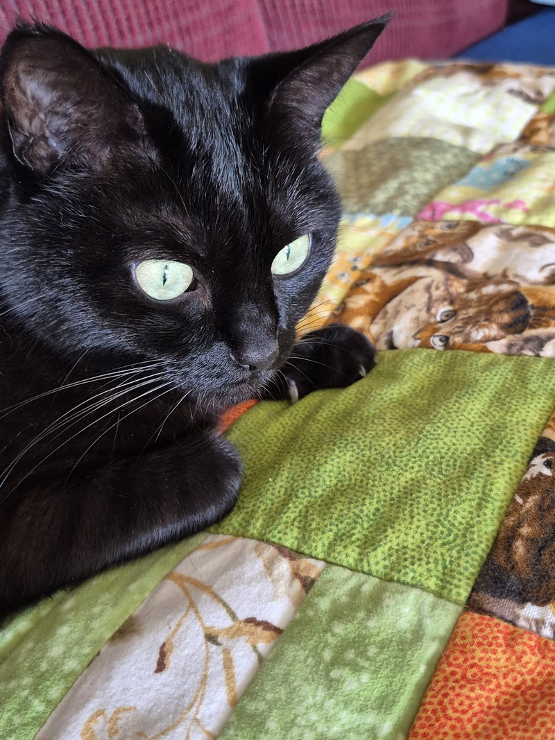 Stella, photo 3