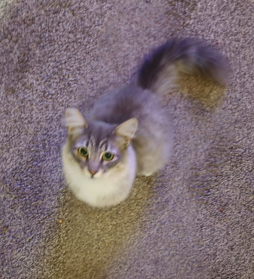 Photo 2 of VICTORIA #2035 - Offered by Owner - Fluffy Teen
