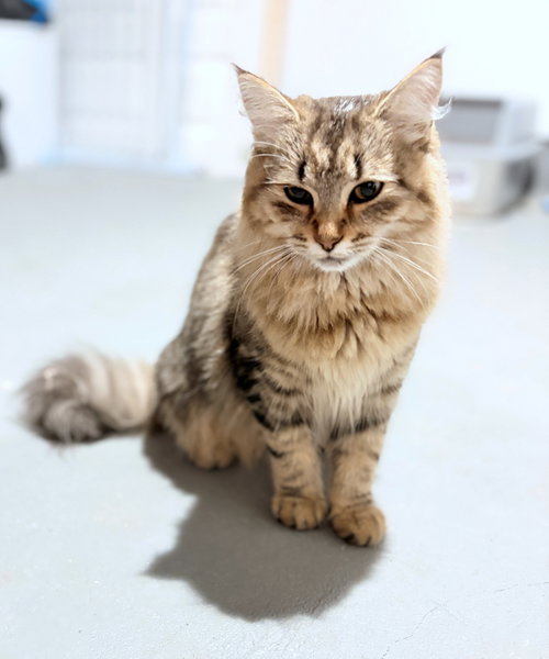 Photo 3 of MUFASA & NALA #2035A-Offered by Owner- Young pair