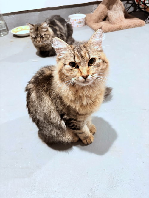 Photo 4 of MUFASA & NALA #2035A-Offered by Owner- Young pair