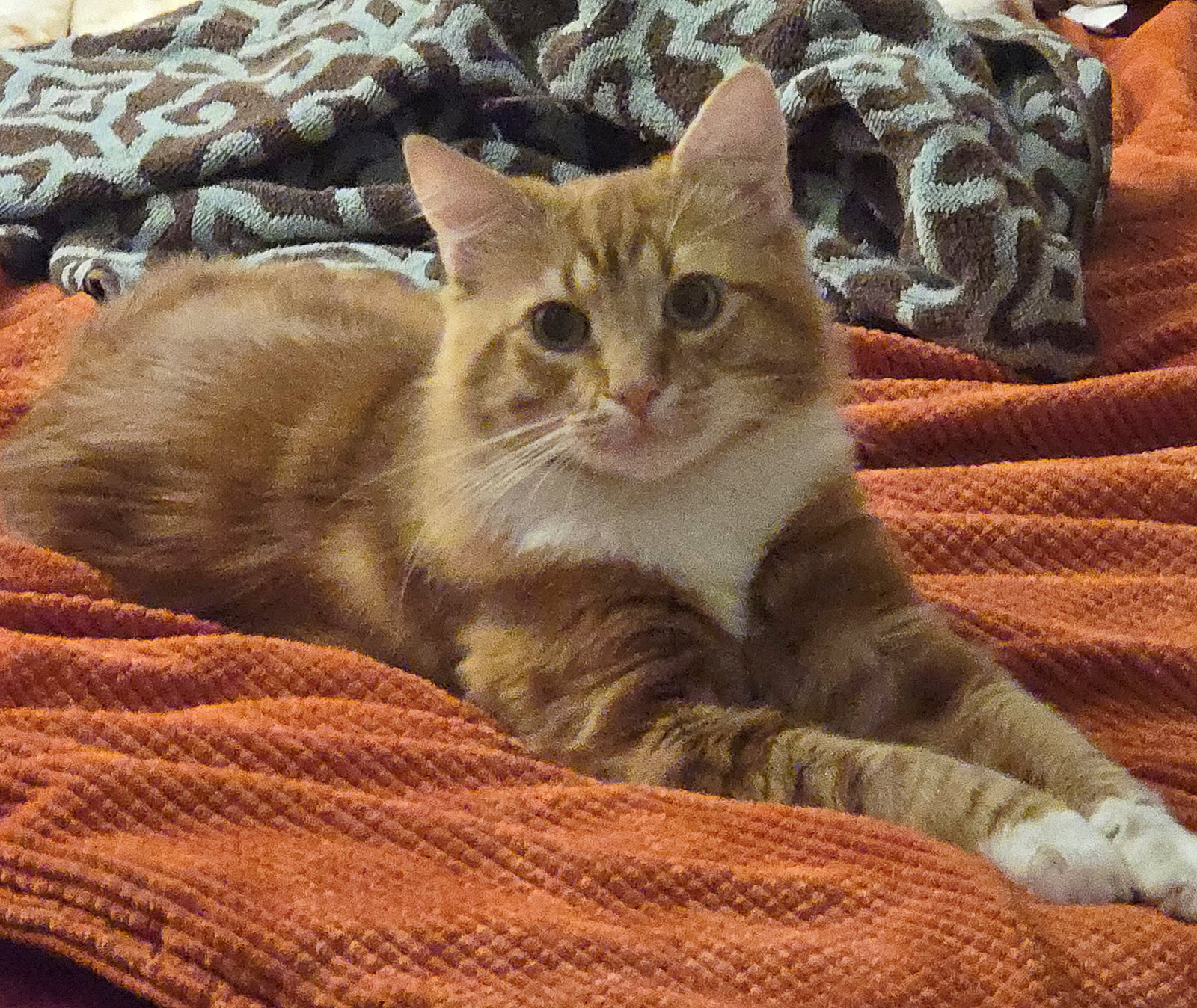 NACHO #2036 - Offered by Owner - Young Male, Tabby