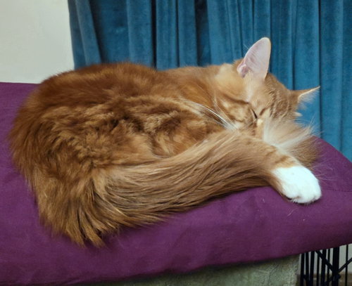 Photo 3 of NACHO #2036 - Offered by Owner - Young Male