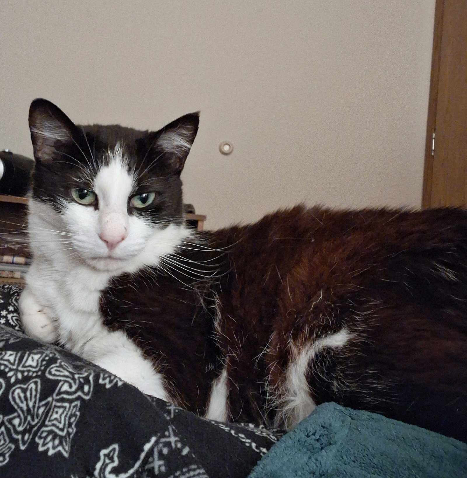 SOPHIE #2037 - Offered by Owner - Sweet senior, Tuxedo
