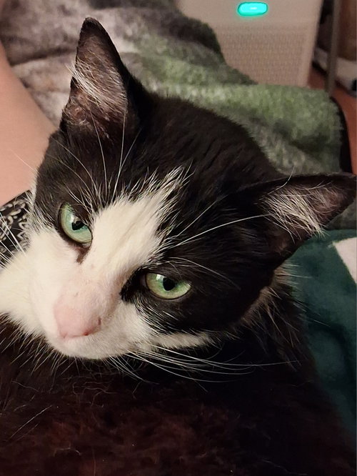 Photo 2 of SOPHIE #2037 - Offered by Owner - Sweet senior