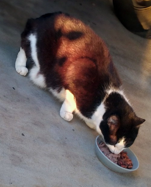 Photo 3 of SOPHIE #2037 - Offered by Owner - Sweet senior