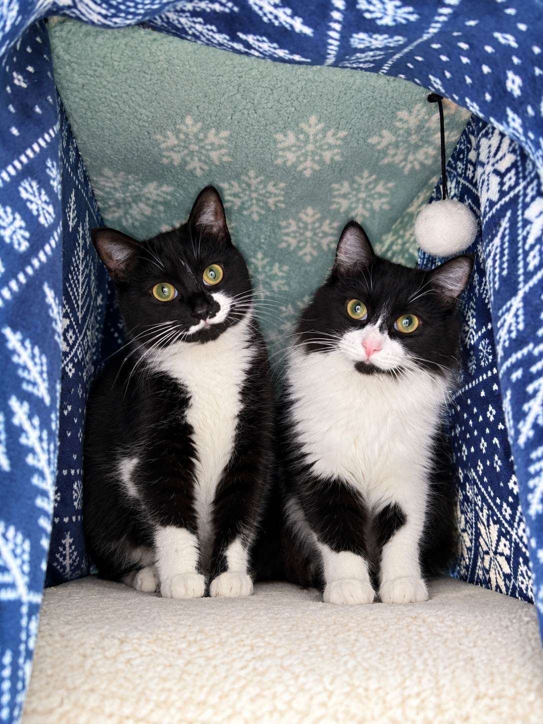 BORA & BURMA #2038A - Offered by Owner - Bonded, Tuxedo