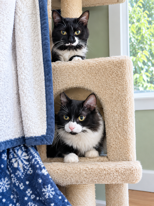Photo 2 of BORA & BURMA #2038A - Offered by Owner - Bonded