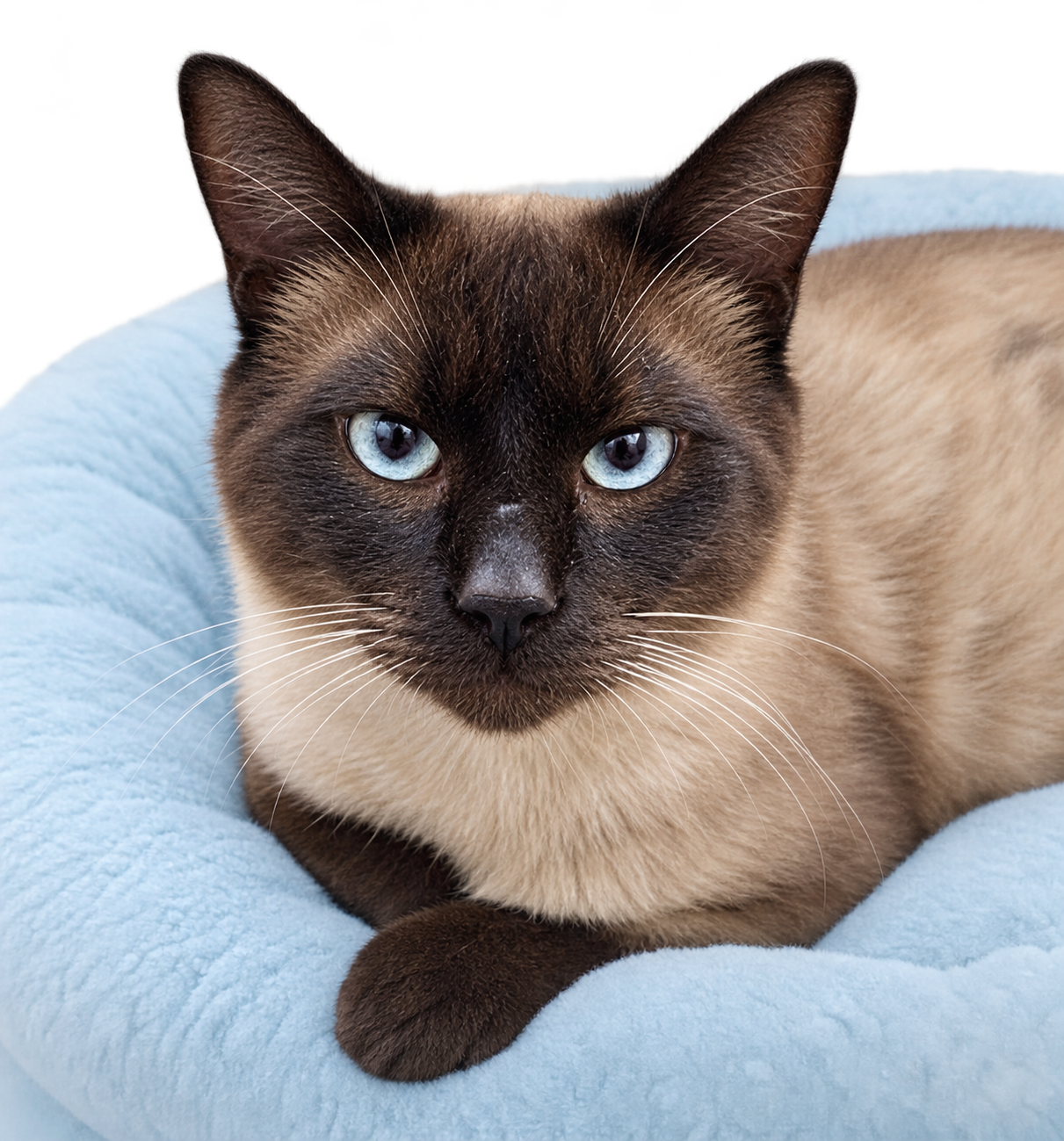 KITTY MARTIN #2038 - Offered by Owner - Friendly, Siamese