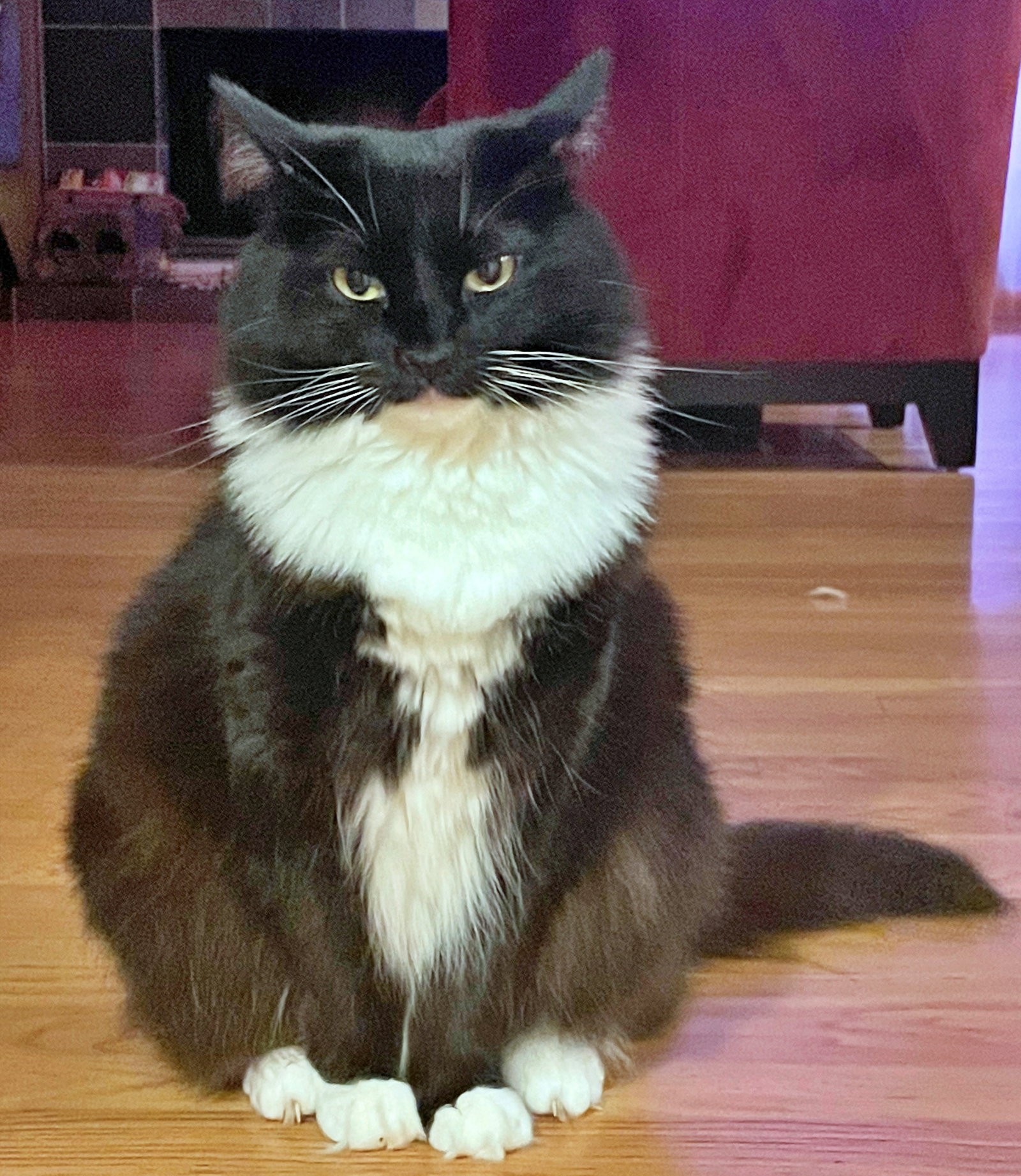 LOLA #2039 - Offered by Owner - Pretty Tuxedo