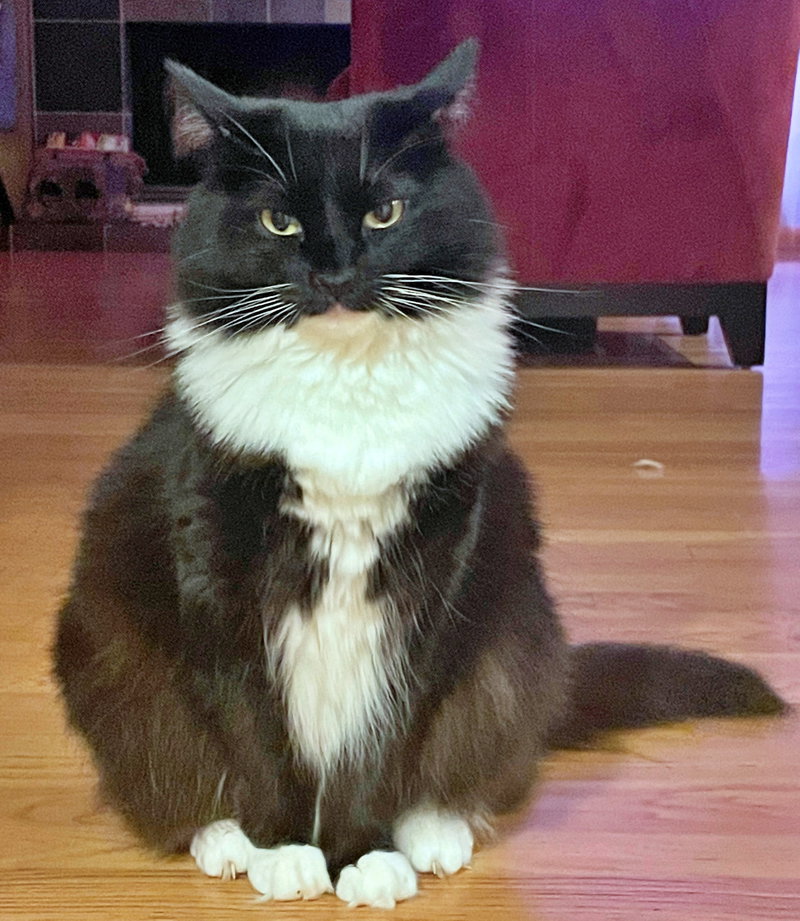 Lola, an adult female Tuxedo cat up for adoption