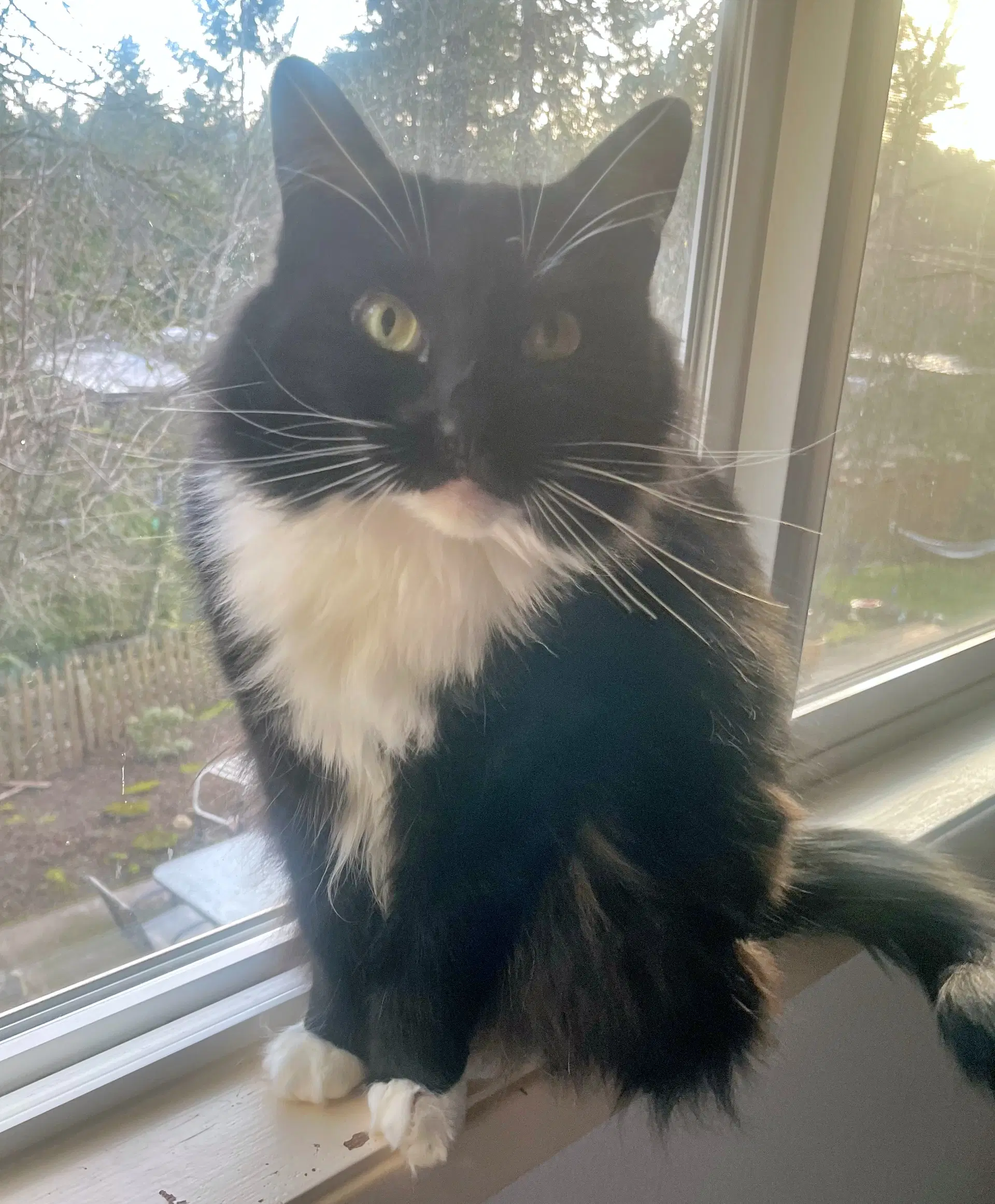 Lola  - Offered By Owner - Pretty Tuxedo image 2