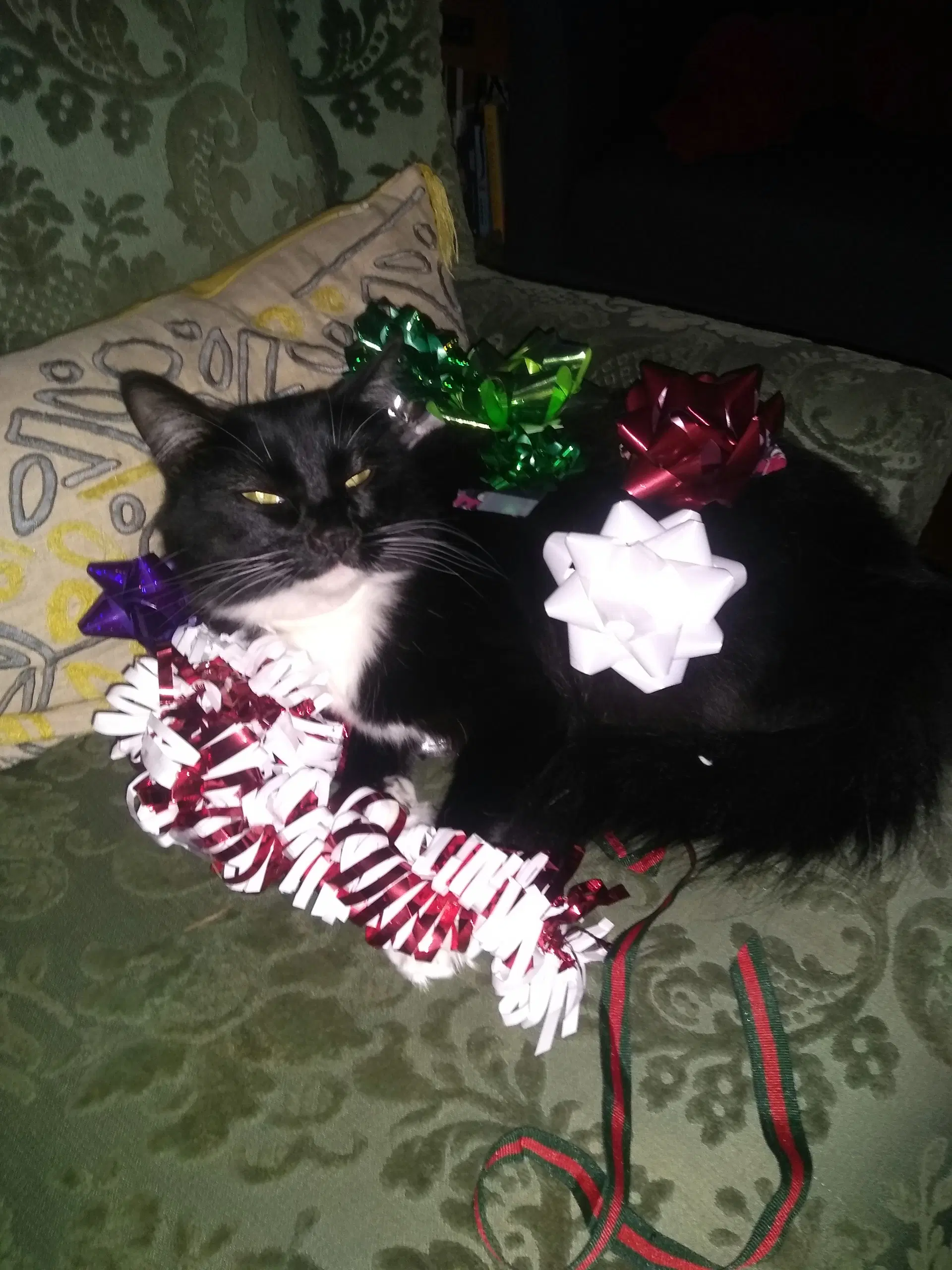 Lola  - Offered By Owner - Pretty Tuxedo image 4