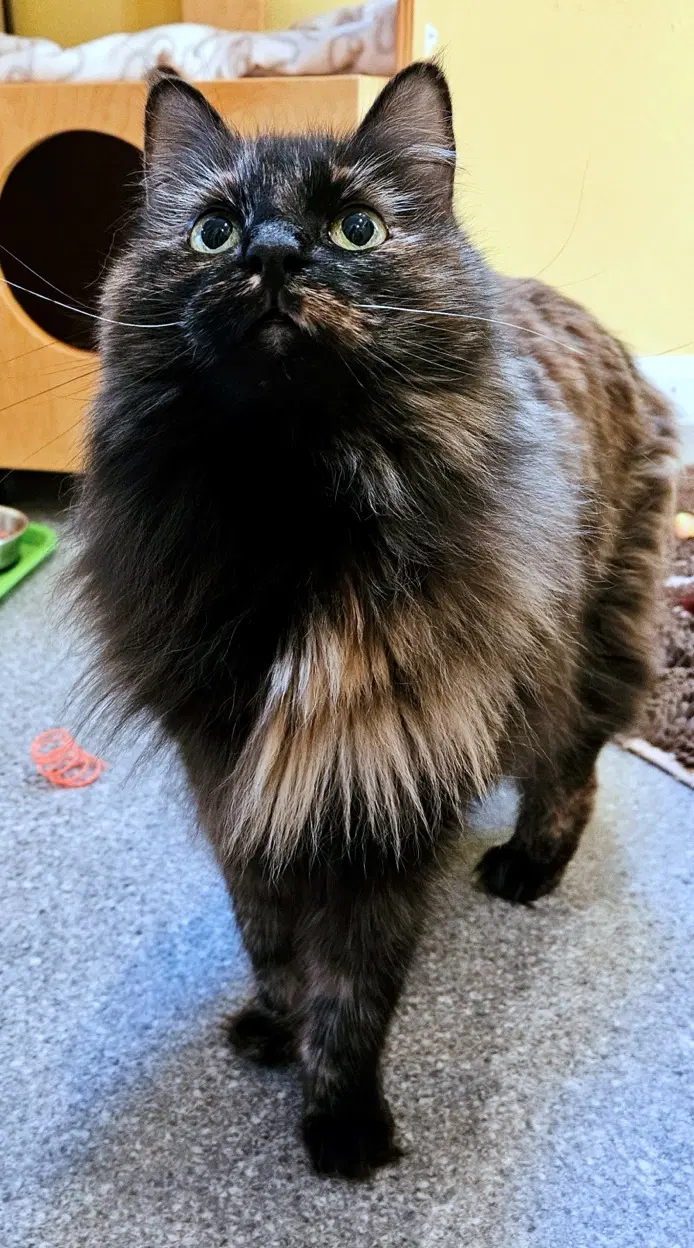 Minnie - Cat's In The City - Senior Tortie - Tortoiseshell
