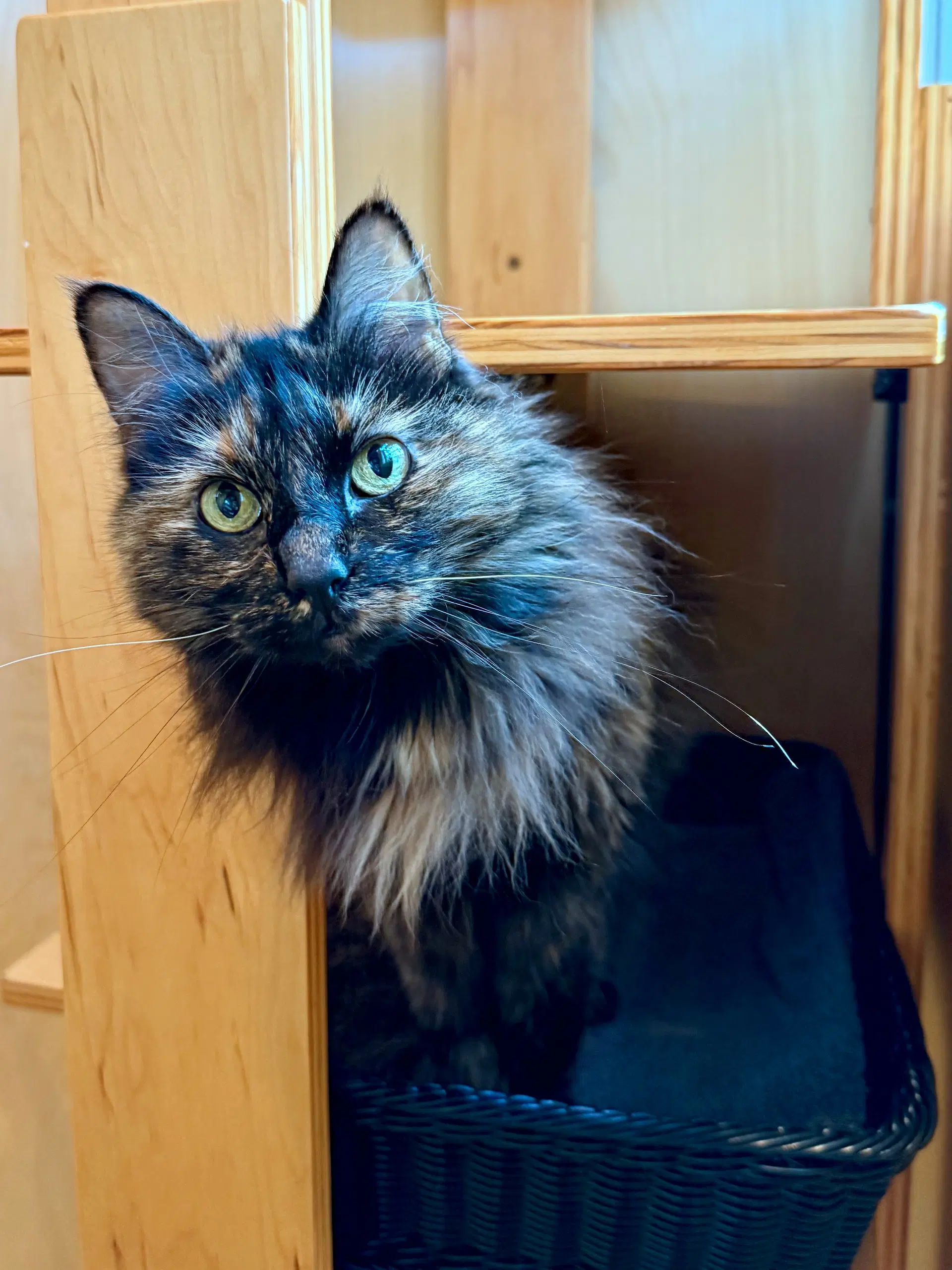 Minnie - Cat's In The City - Senior Tortie image 2