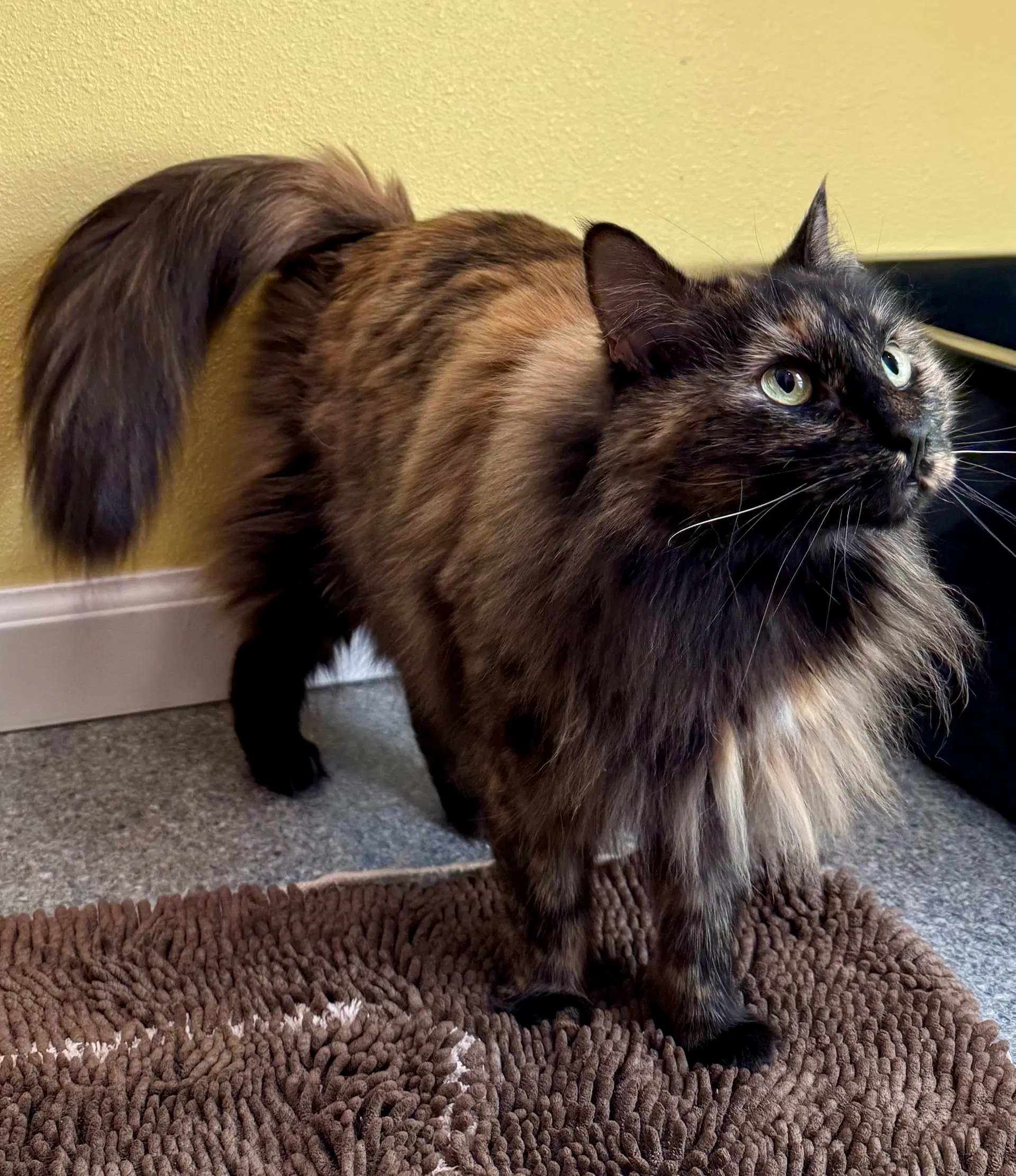 Minnie - Cat's In The City - Senior Tortie image 3