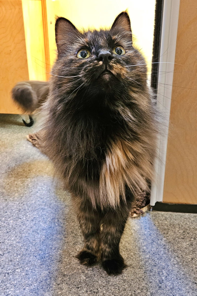 Minnie, photo 4