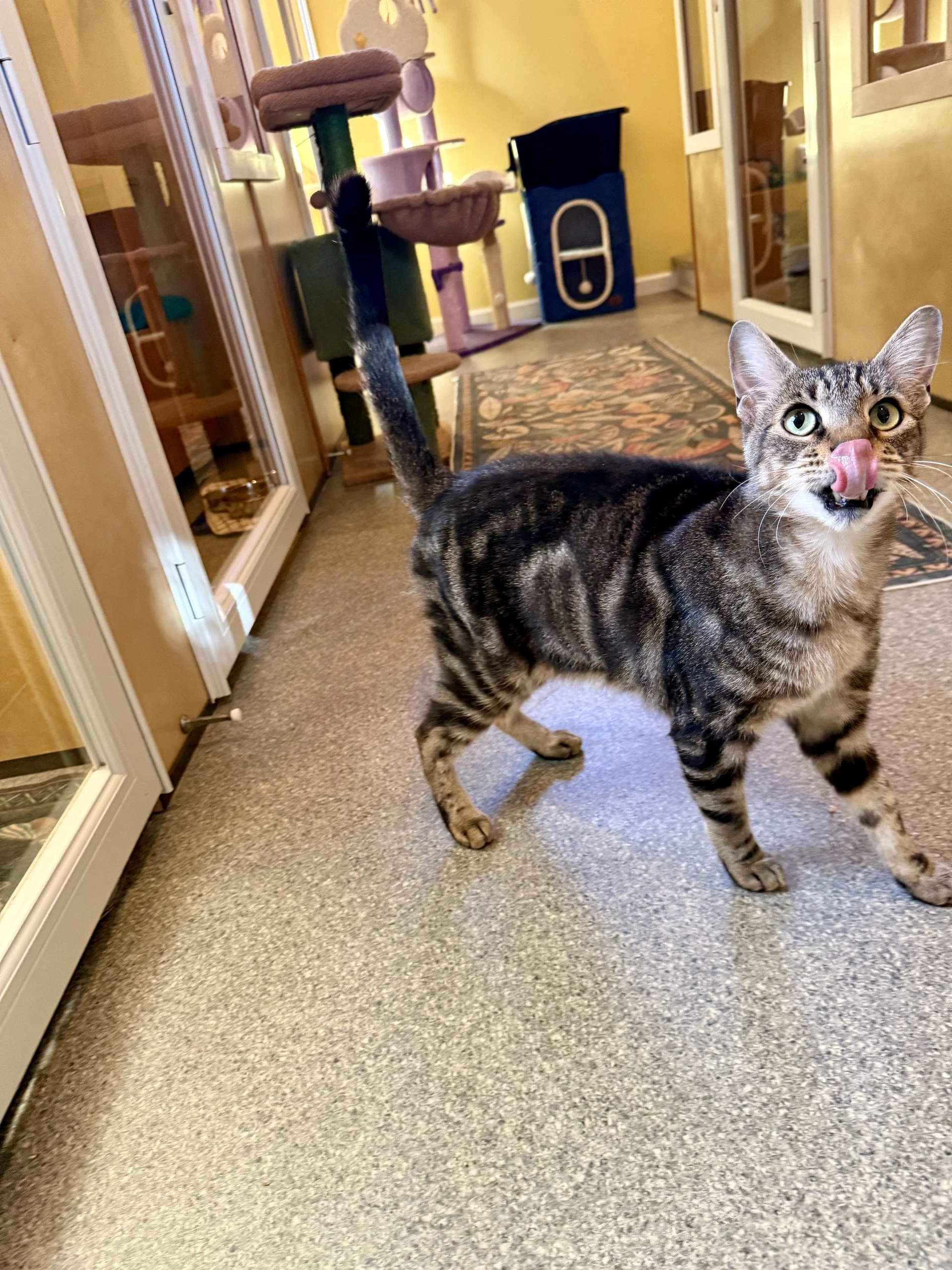 Samson  - Cat's In The City