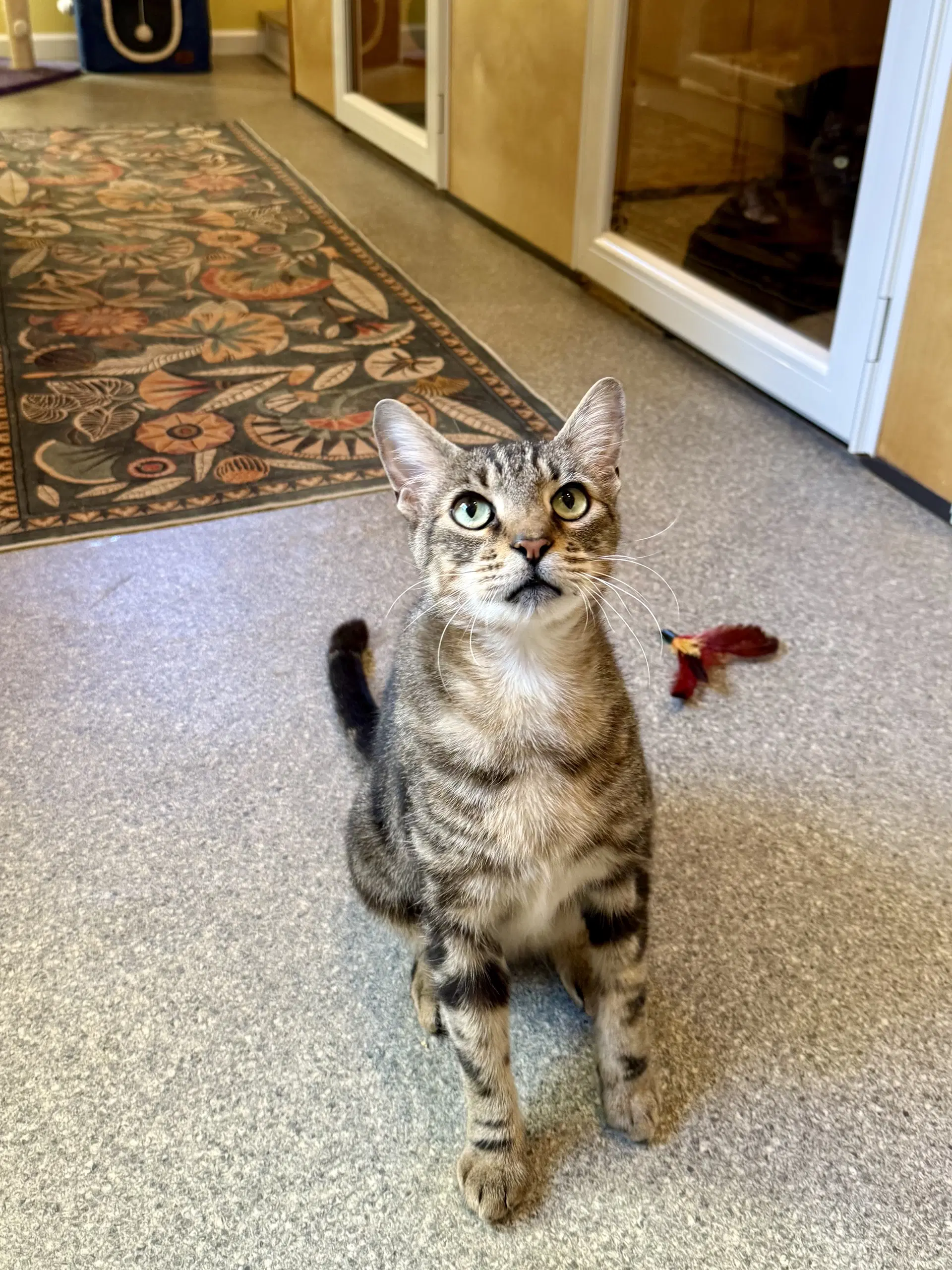 Samson  - Cat's In The City image 3