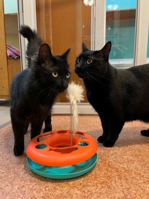 JELLY & MUFFIN - Cat's in the City - Bonded pair, a cat for adoption from Cat's Cradle Rescue