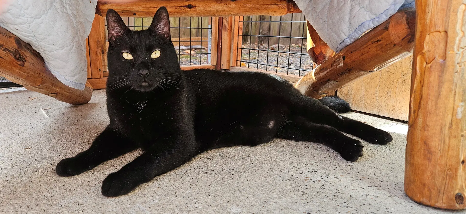 Jelly  Muffin - Cat's In The City - Bonded Pair image 3