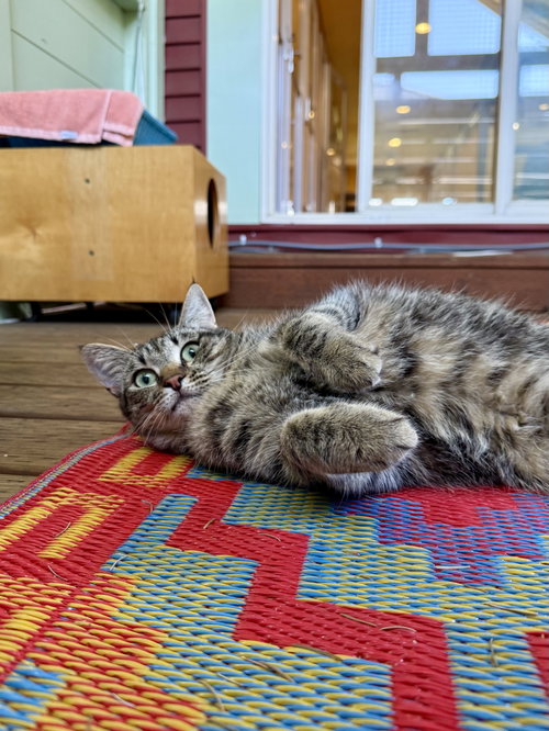 SASHA #20404- Cats in the City, a cat for adoption from Cat's Cradle Rescue