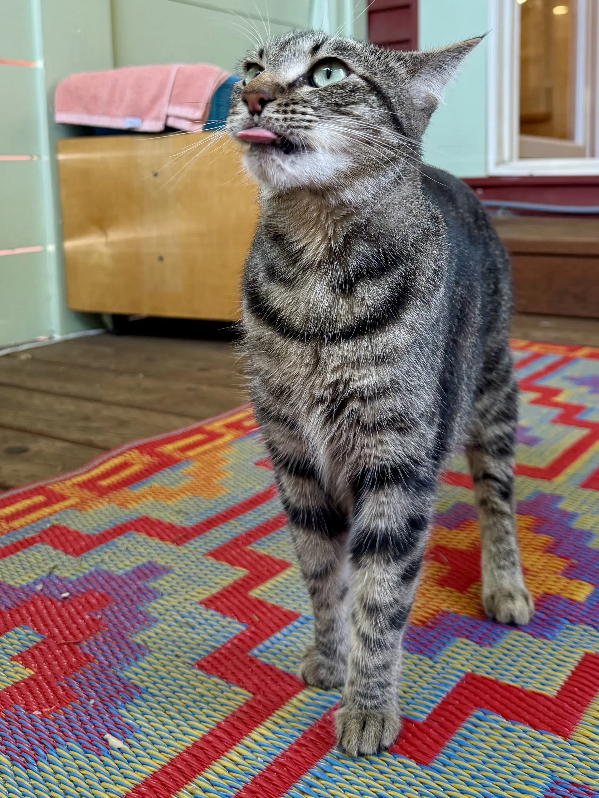 Sasha - Cats In The City image 2