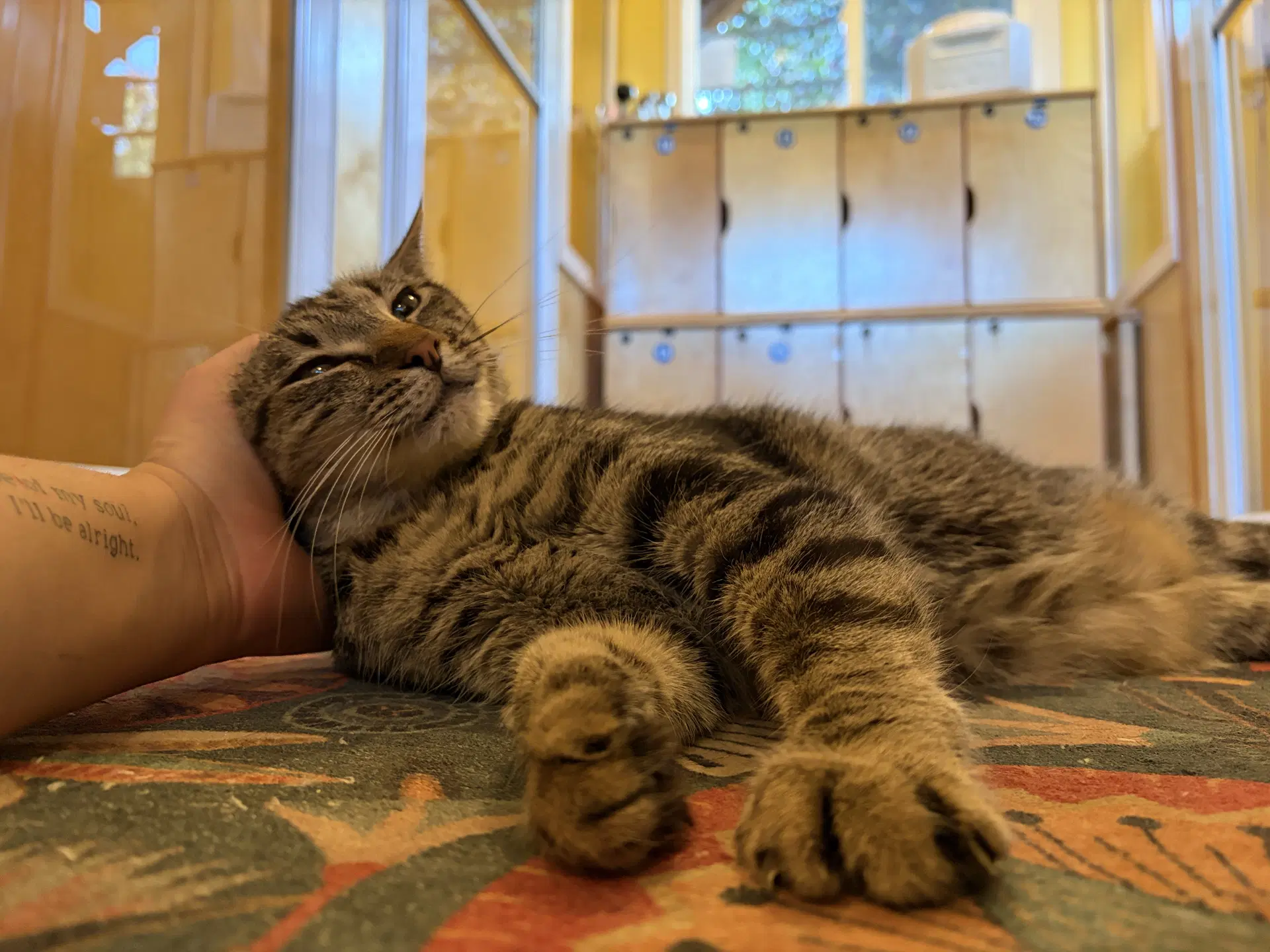 Sasha - Cats In The City image 3
