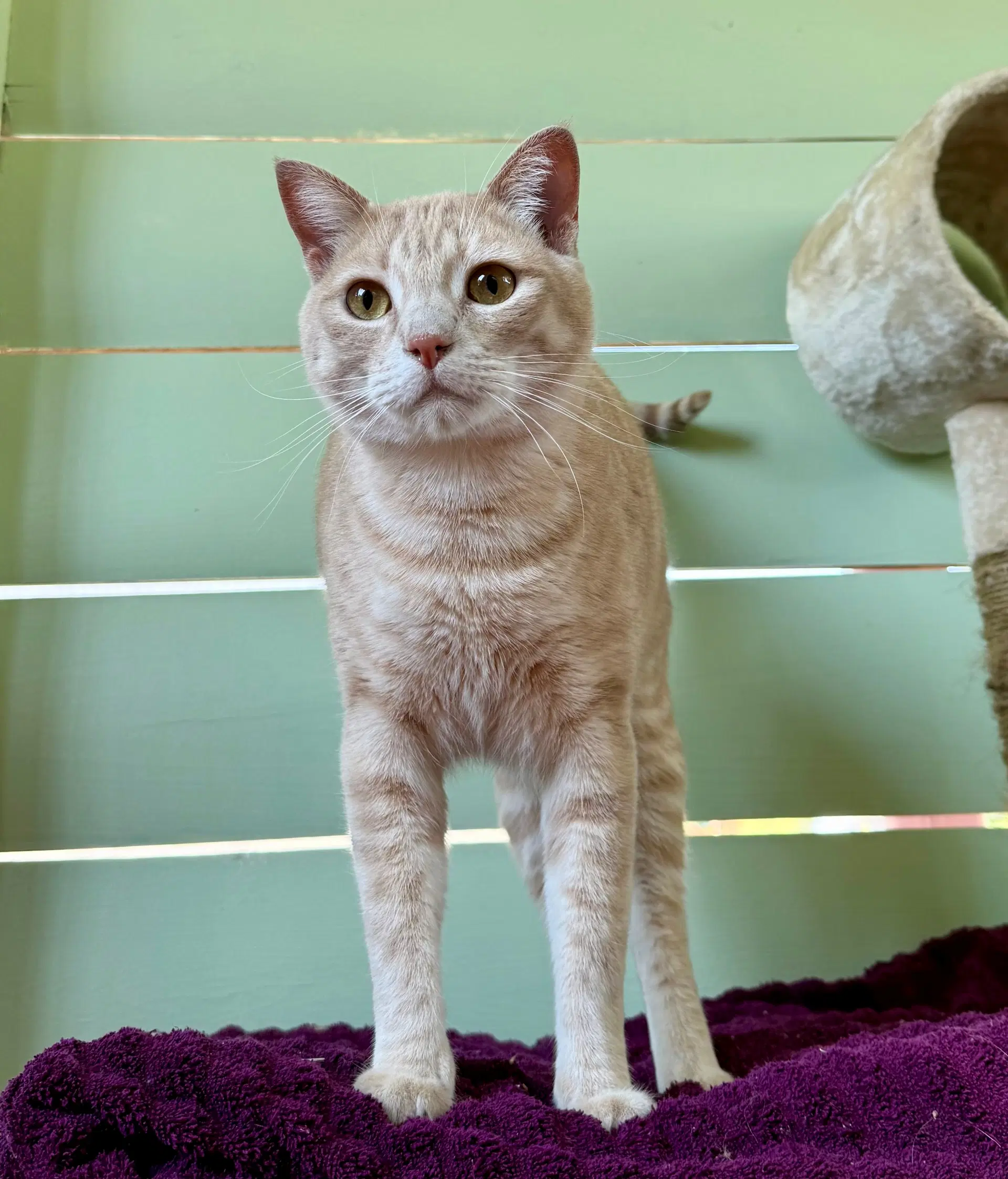 Chowder  - Cats In The City - Domestic Short Hair