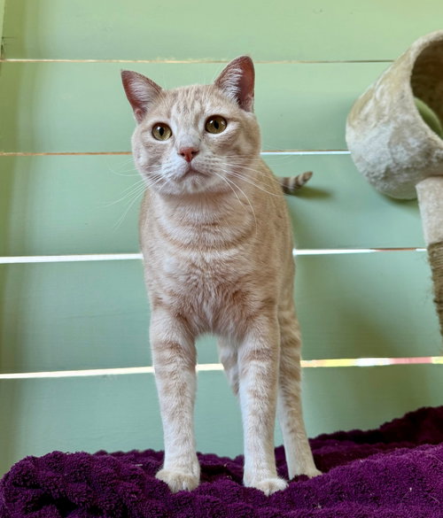 CHOWDER #20405 - Cats in the City, a cat for adoption from Cat's Cradle Rescue