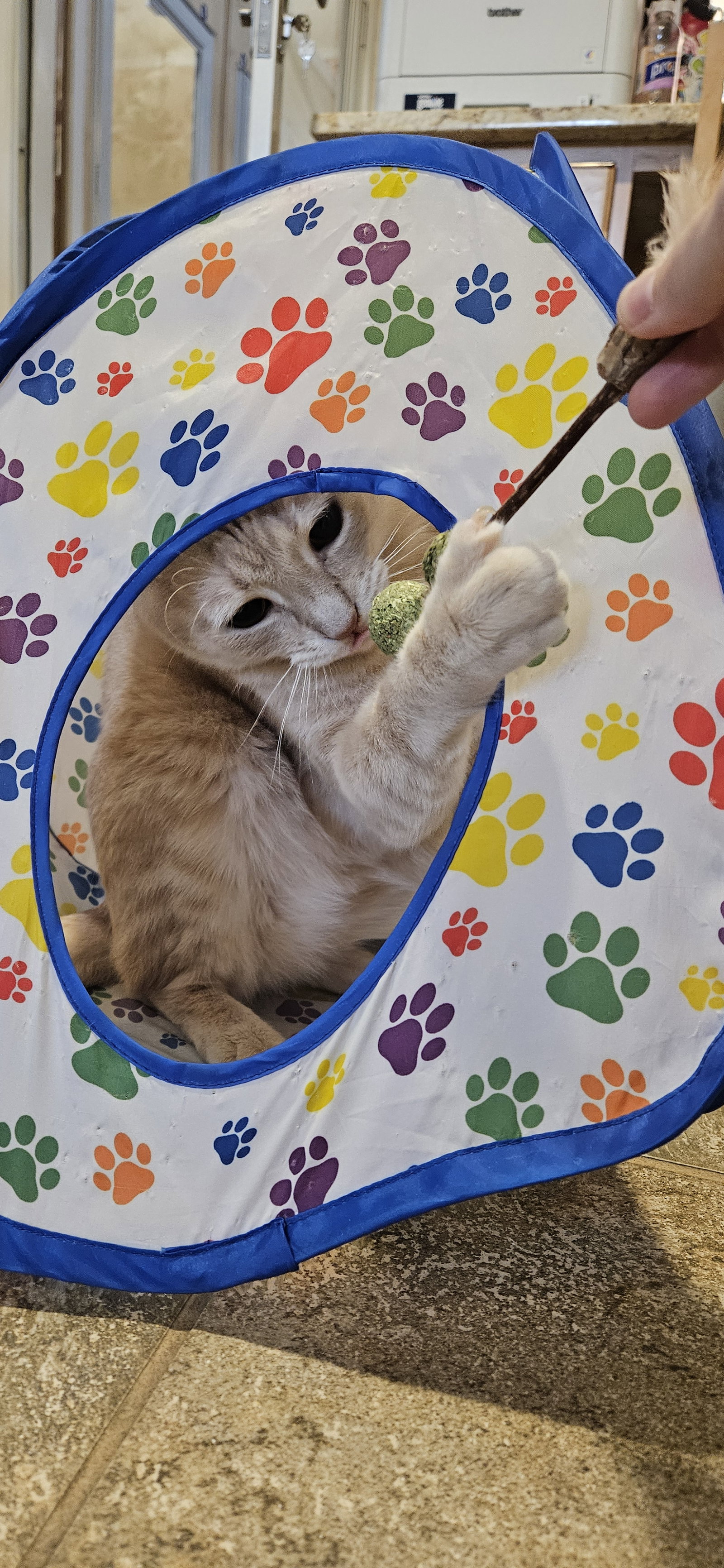 CHOWDER #20405 - Cats in the City, photo 3