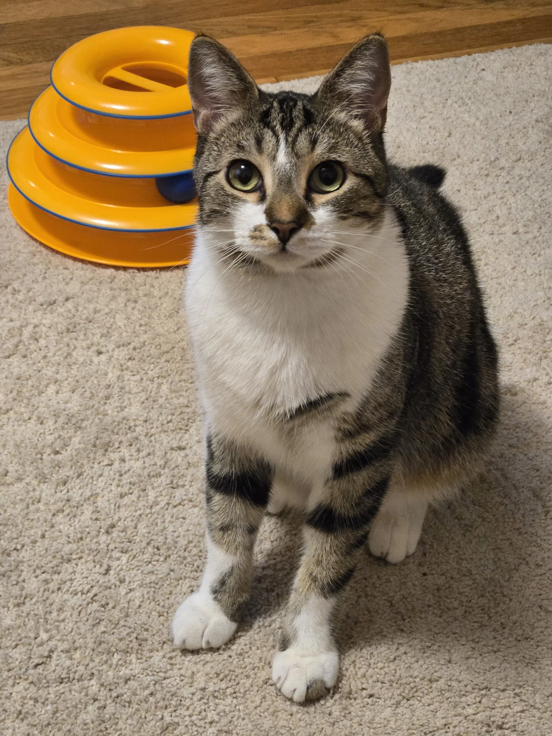 Journey  - Offered By Owner - Young Male - Tabby