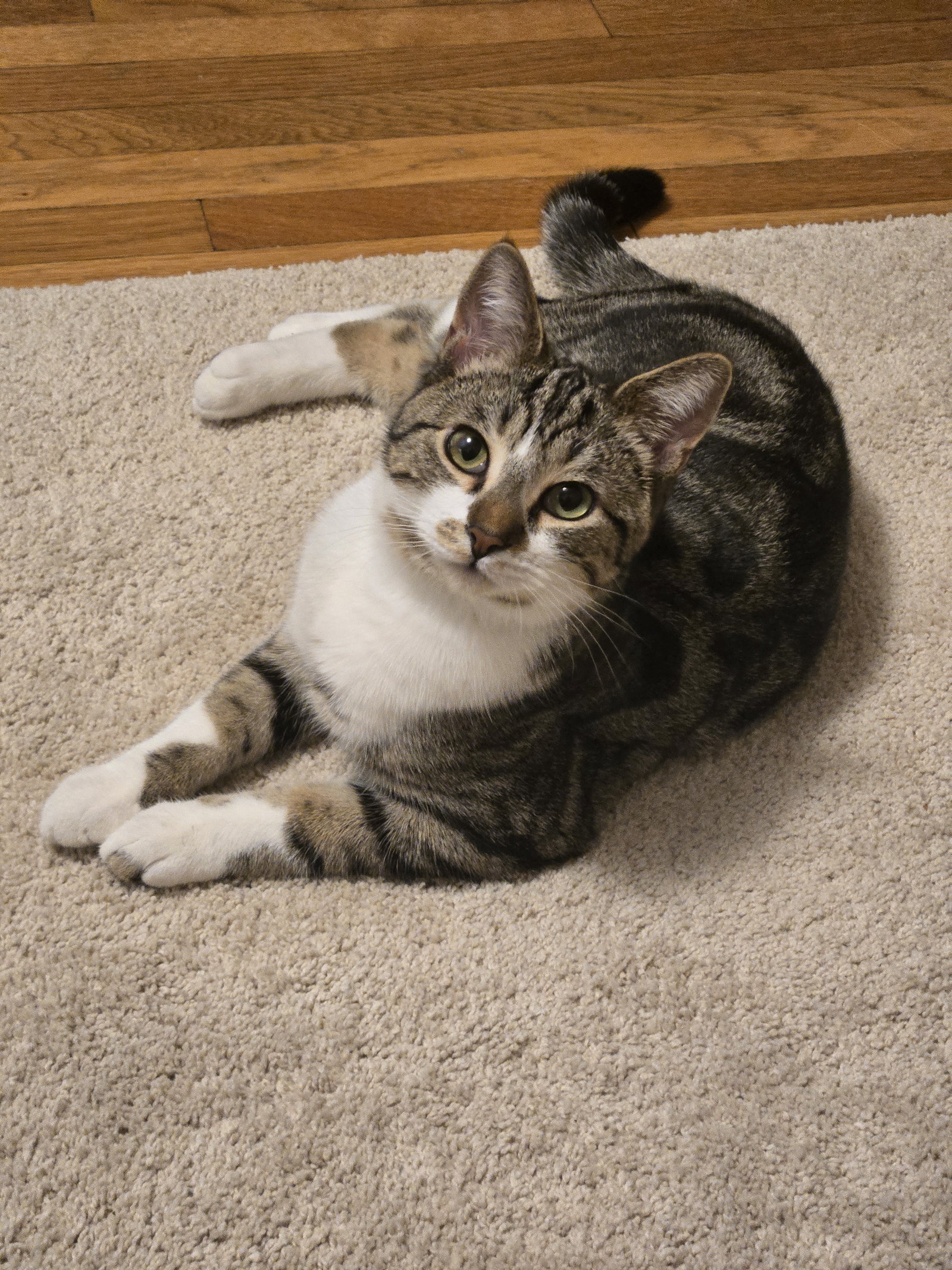 JOURNEY #20406 - Offered by Owner - Young Male, photo 3