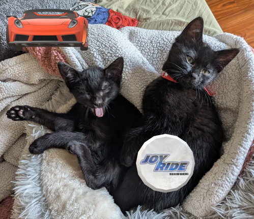Auto Shop Brothers, a cat for adoption from Cat's Cradle Rescue