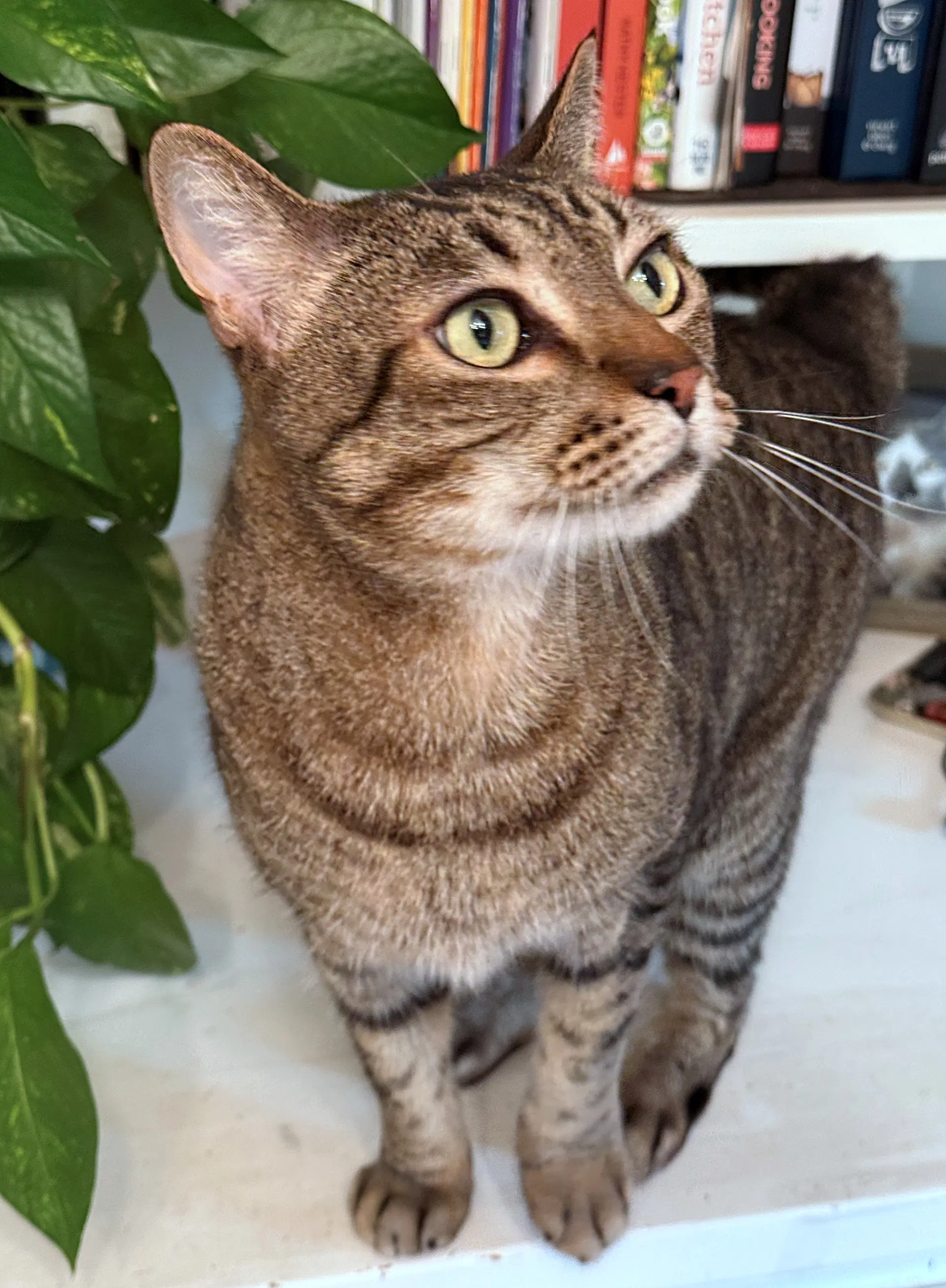 Prince Tubby - Offered By Owner - Senior Friendly - Tabby