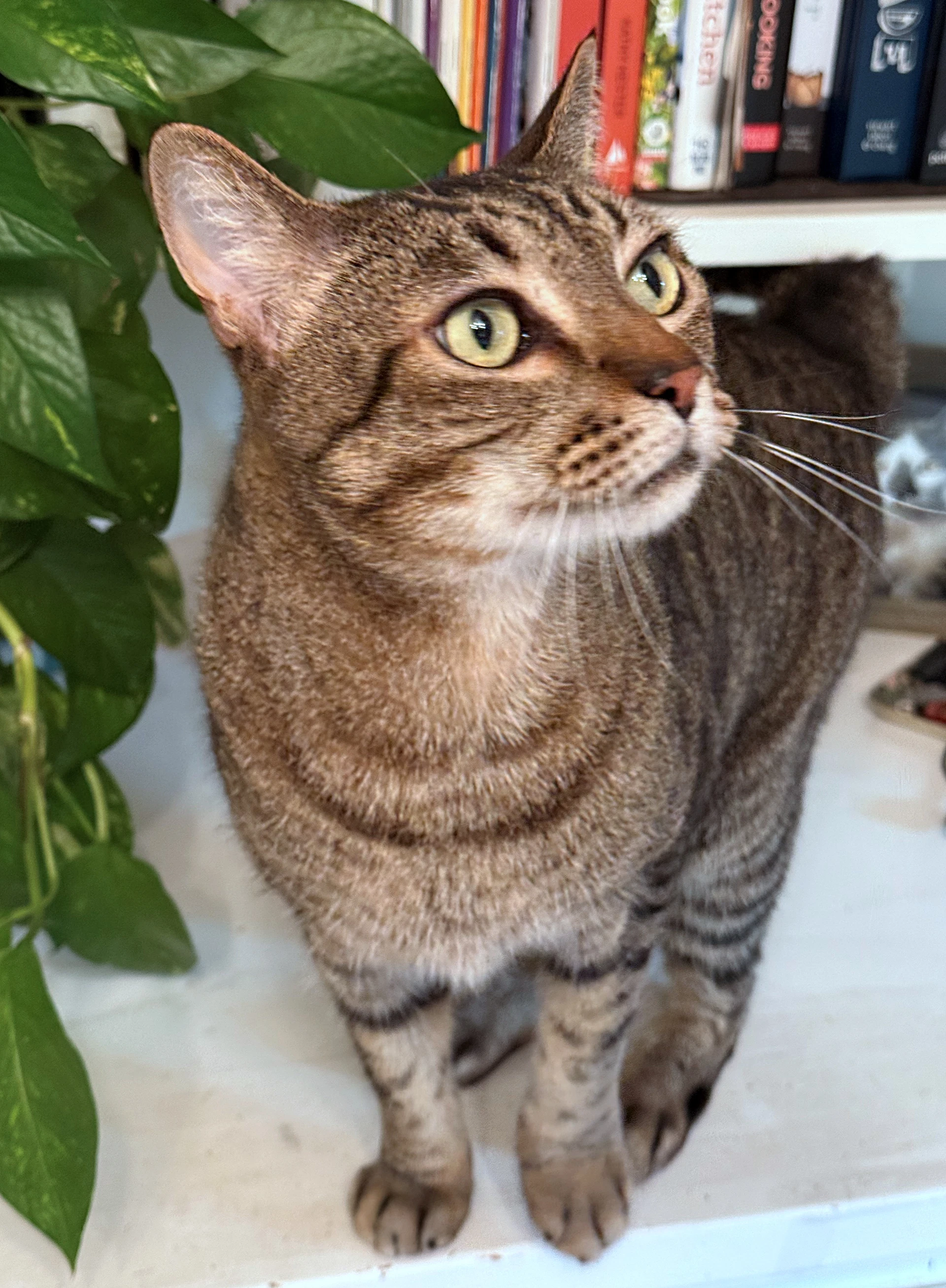 Prince Tubby - Offered By Owner - Senior Friendly
