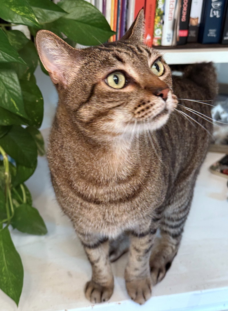 Prince Tubby, a senior male Tabby cat up for adoption