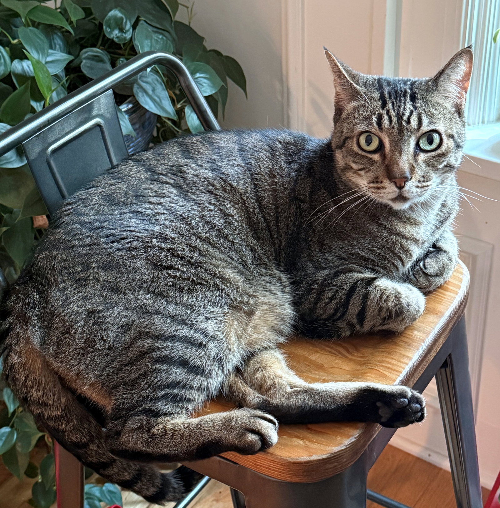 PRINCE TUBBY - Offered by Owner - Senior friendly, photo 2
