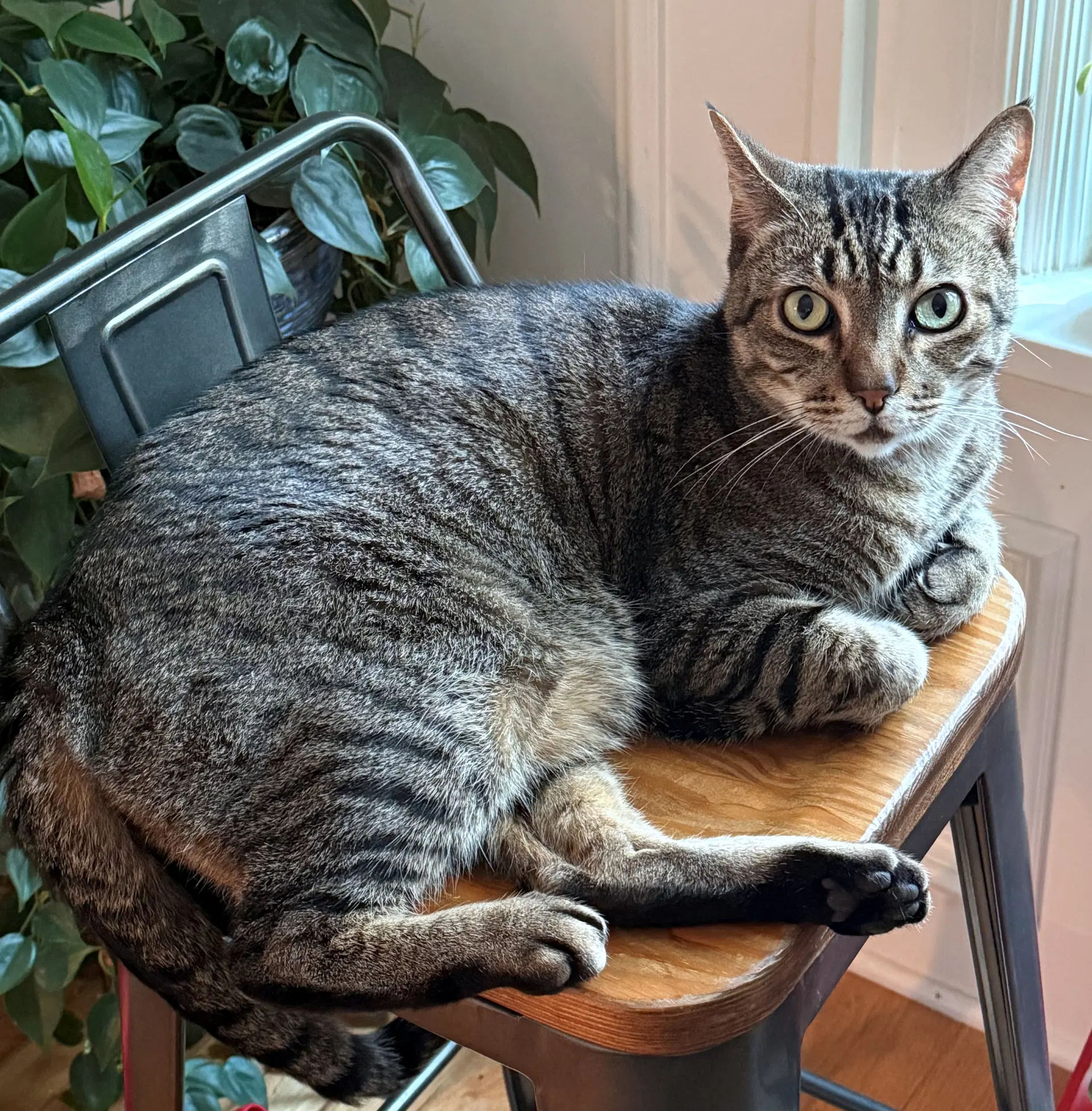 Prince Tubby - Offered By Owner - Senior Friendly image 2