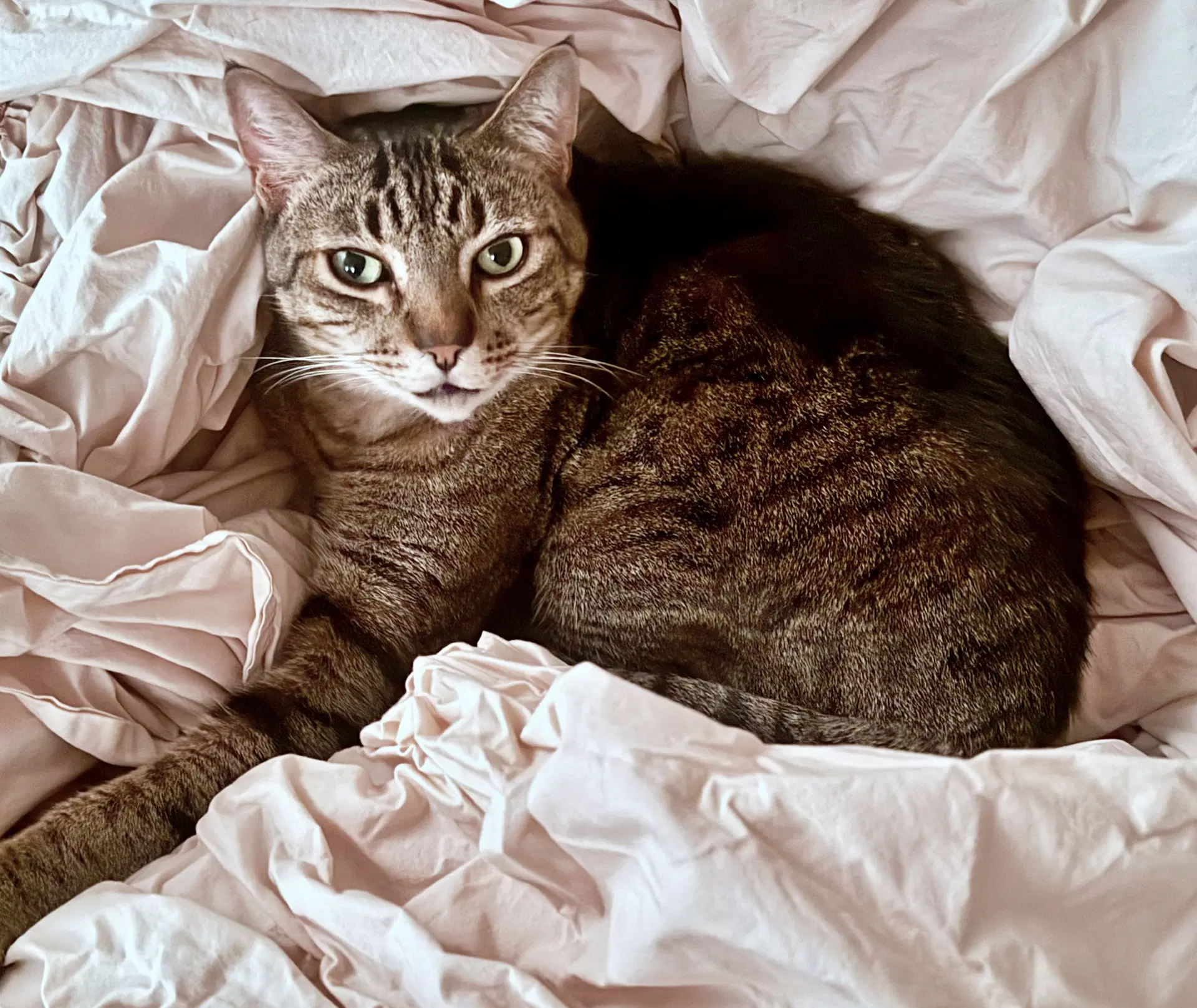 Prince Tubby - Offered By Owner - Senior Friendly image 4