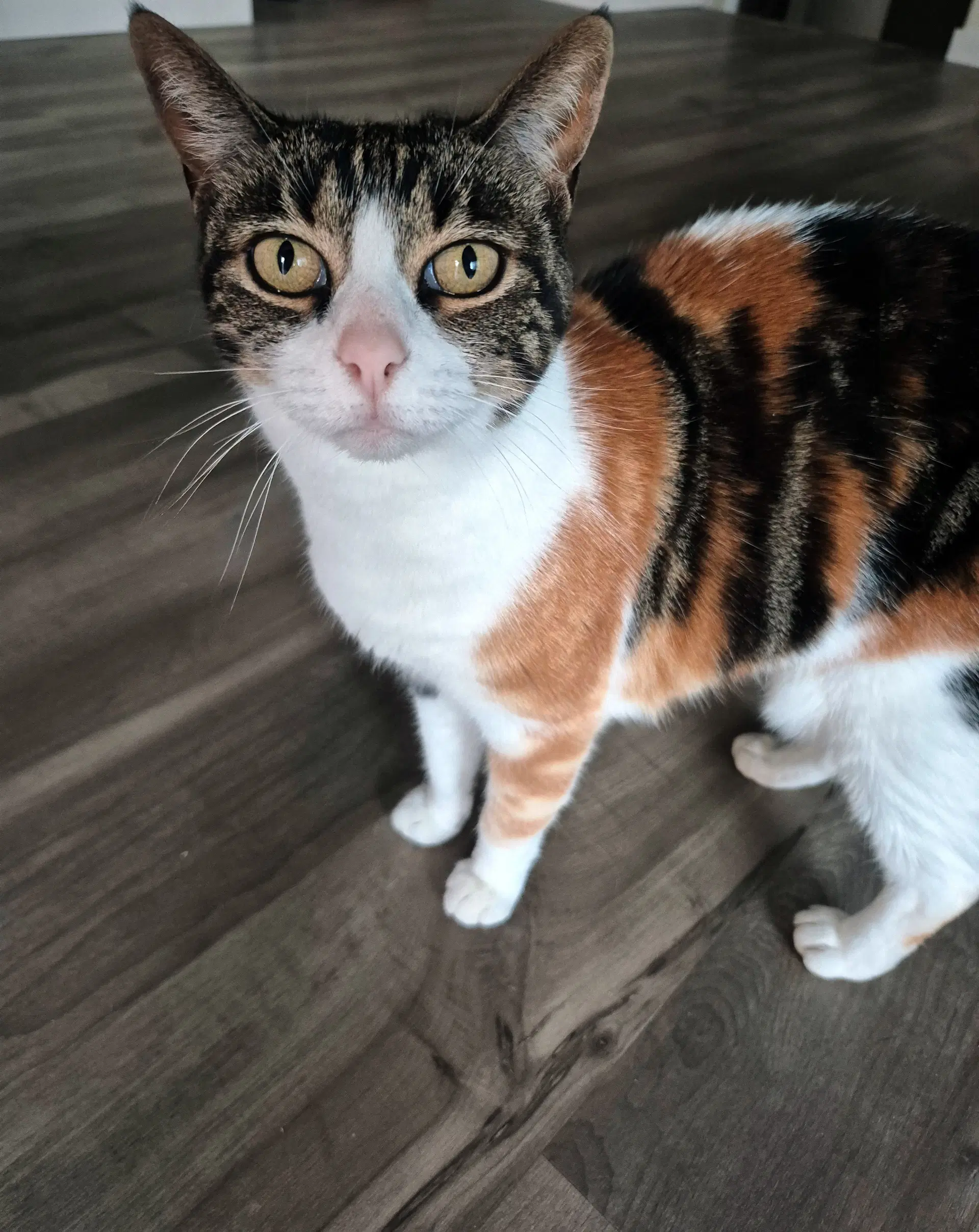 Petals  - Offered By Owner - Sweet Calico - Calico