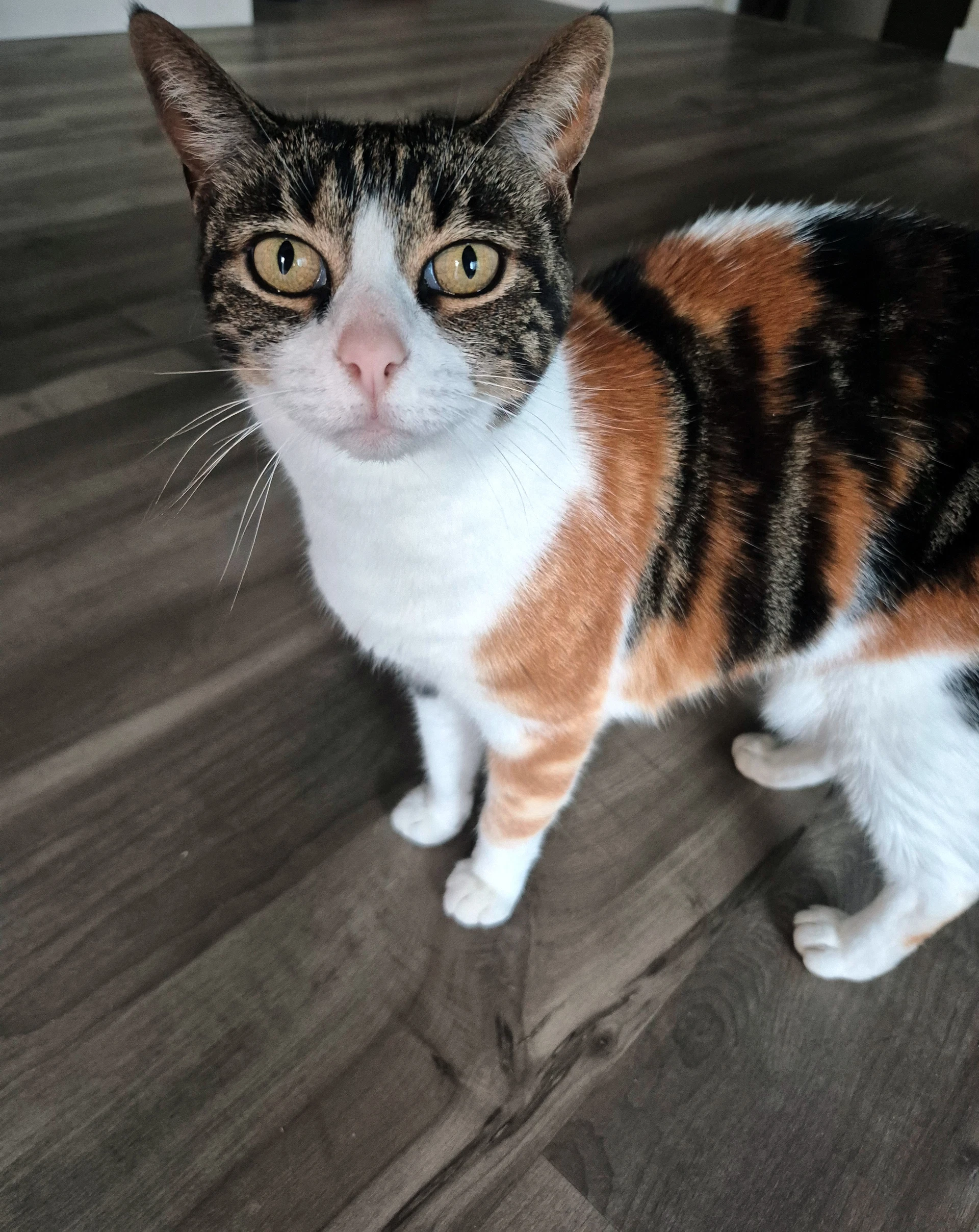 Petals  - Offered By Owner - Sweet Calico