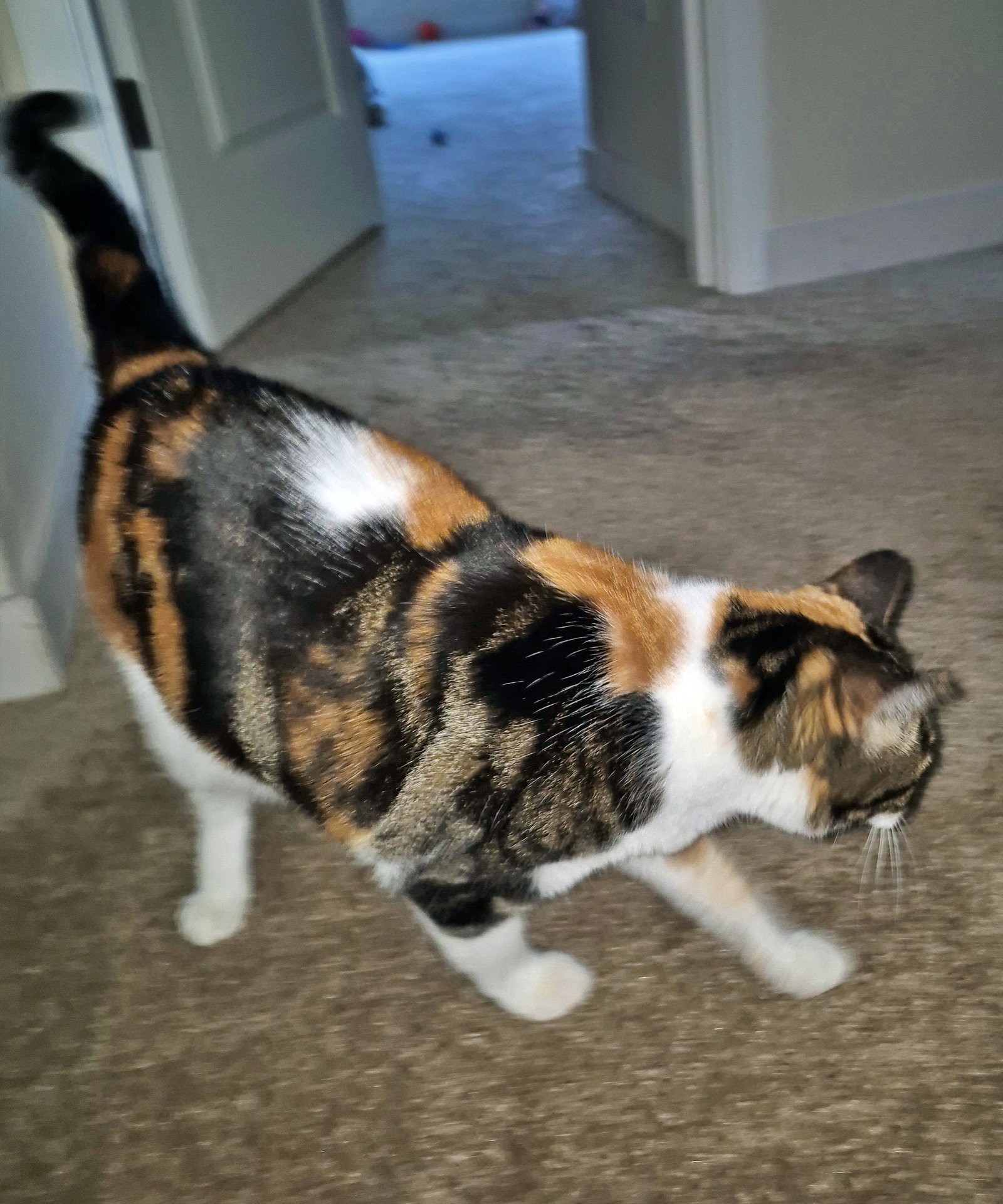 PETALS #2040 - Offered by Owner - Sweet Calico, photo 2
