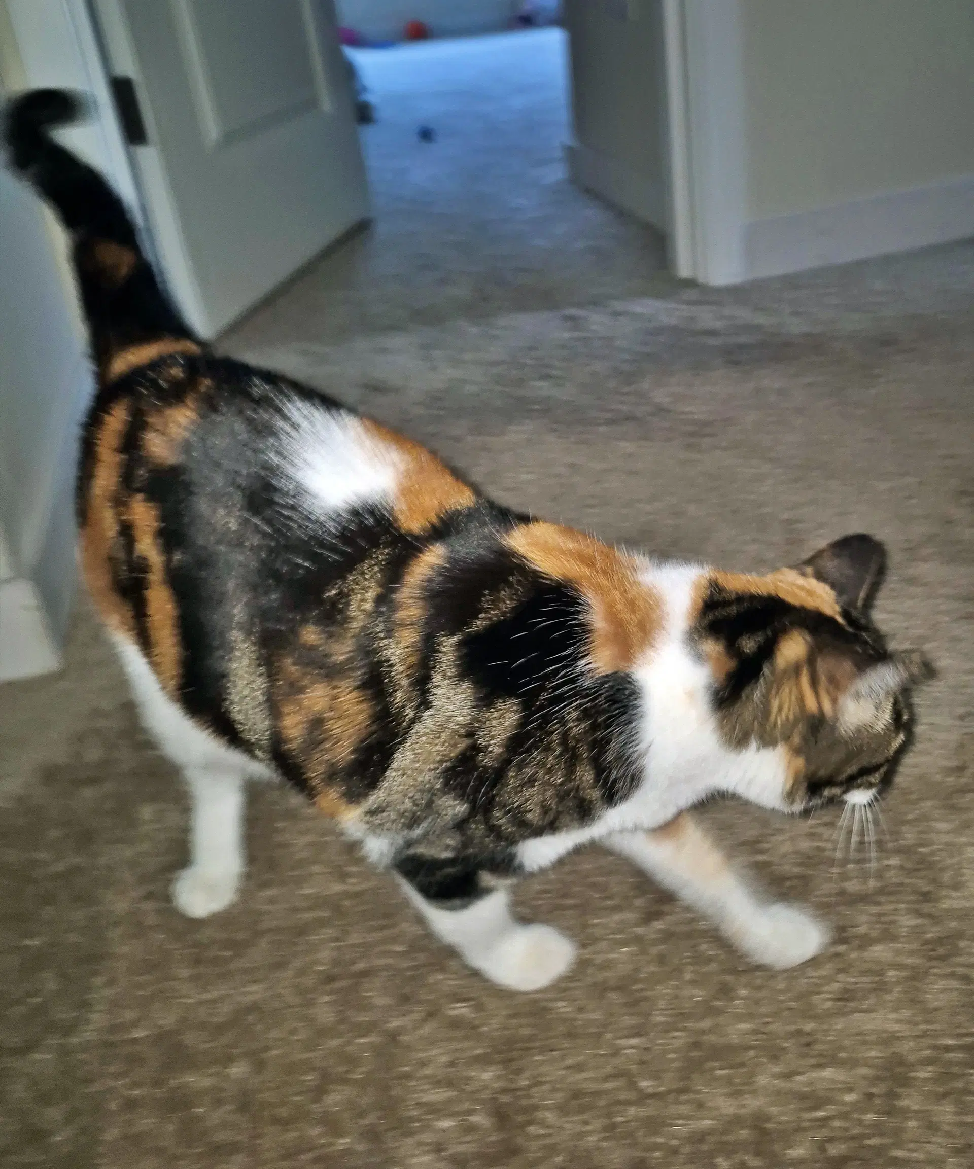 Petals  - Offered By Owner - Sweet Calico image 2