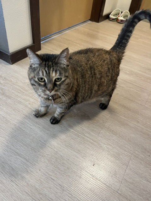 TILLY - Friendly Adult, photo 3