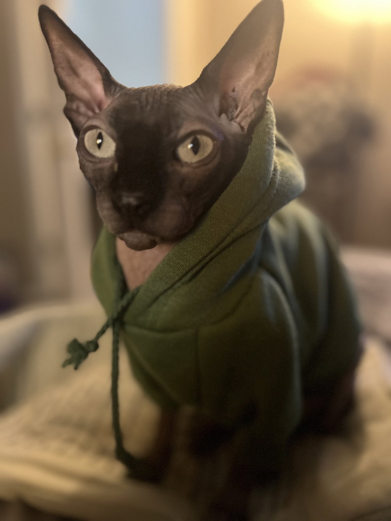 Yoki, an adult male Sphynx (hairless cat) cat up for adoption